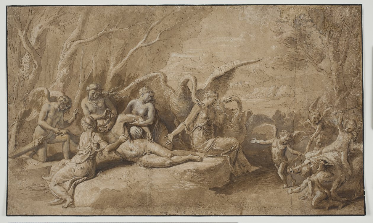 Venüs, Adonis