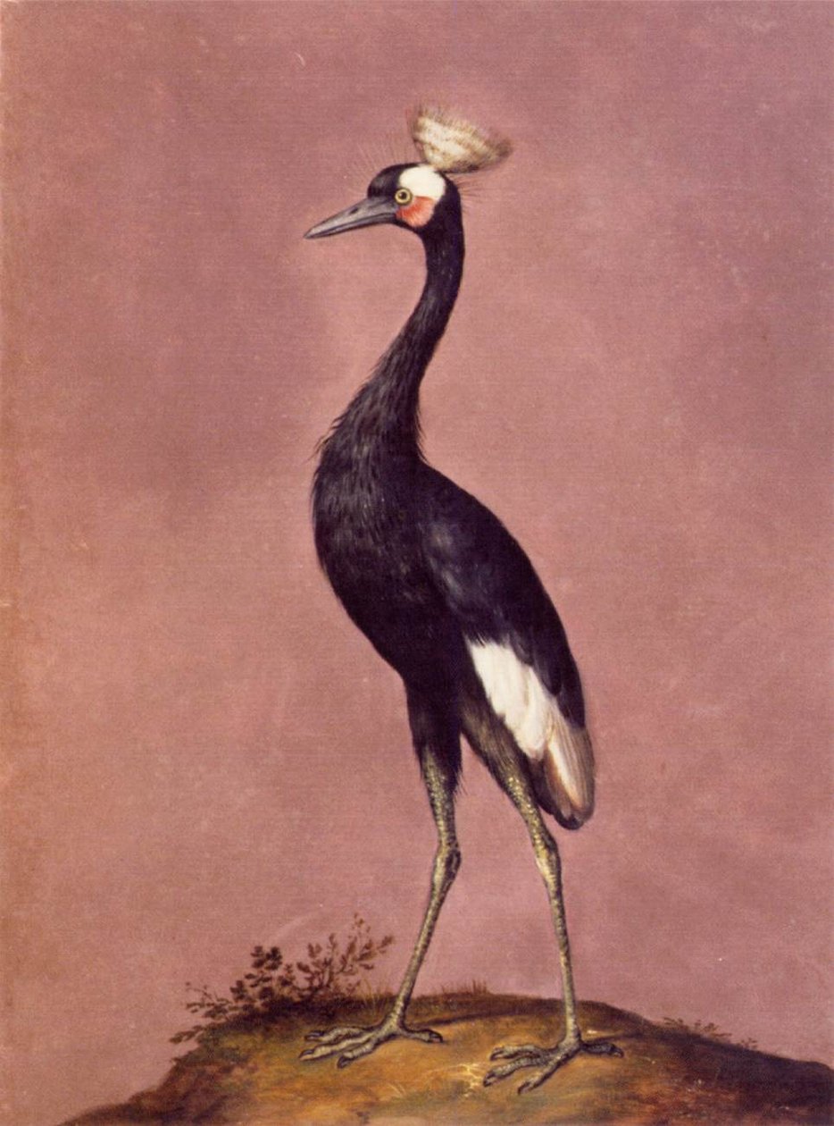 kuşlar by Giuseppe Arcimboldo