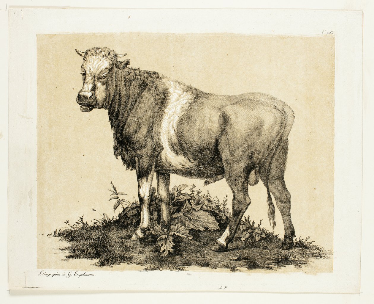 Boğa by Gottfried Engelmann