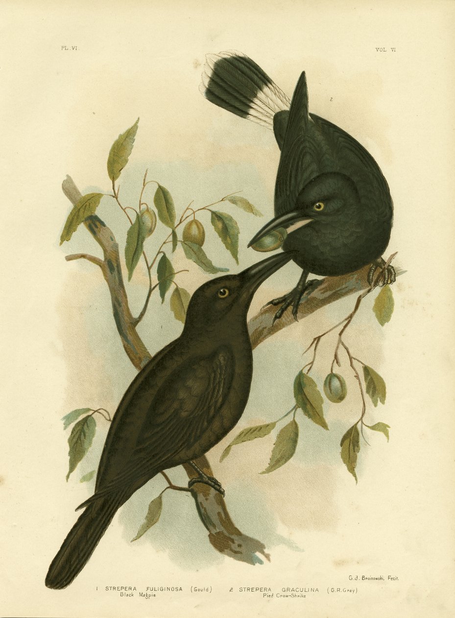 Kara Saksağan Veya Kara Currawong, 1891 by Gracius Broinowski