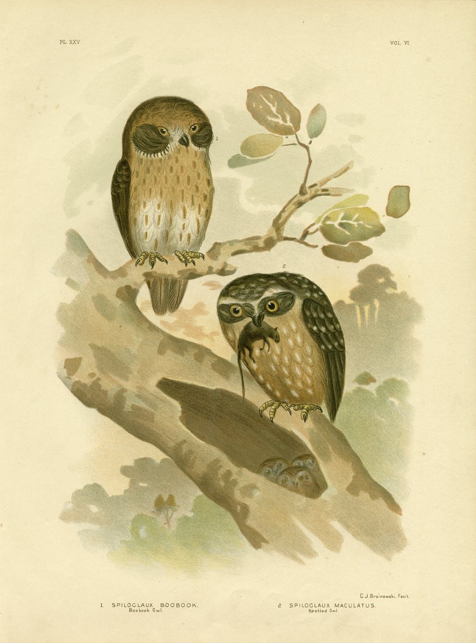 Boobook Baykuşu, 1891 by Gracius Broinowski