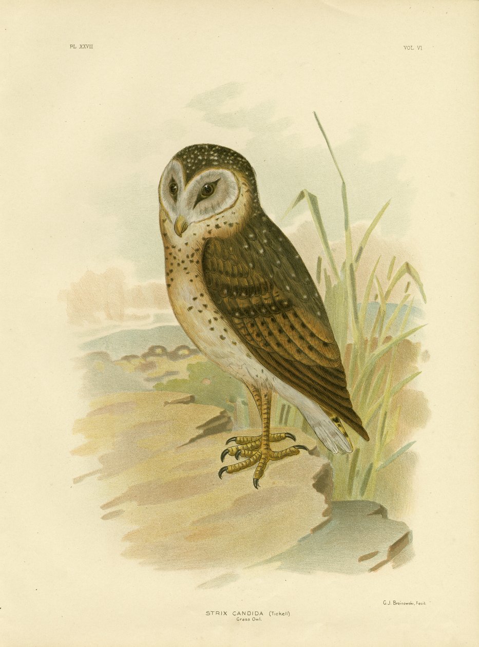 Çim Baykuşu, 1891 by Gracius Broinowski