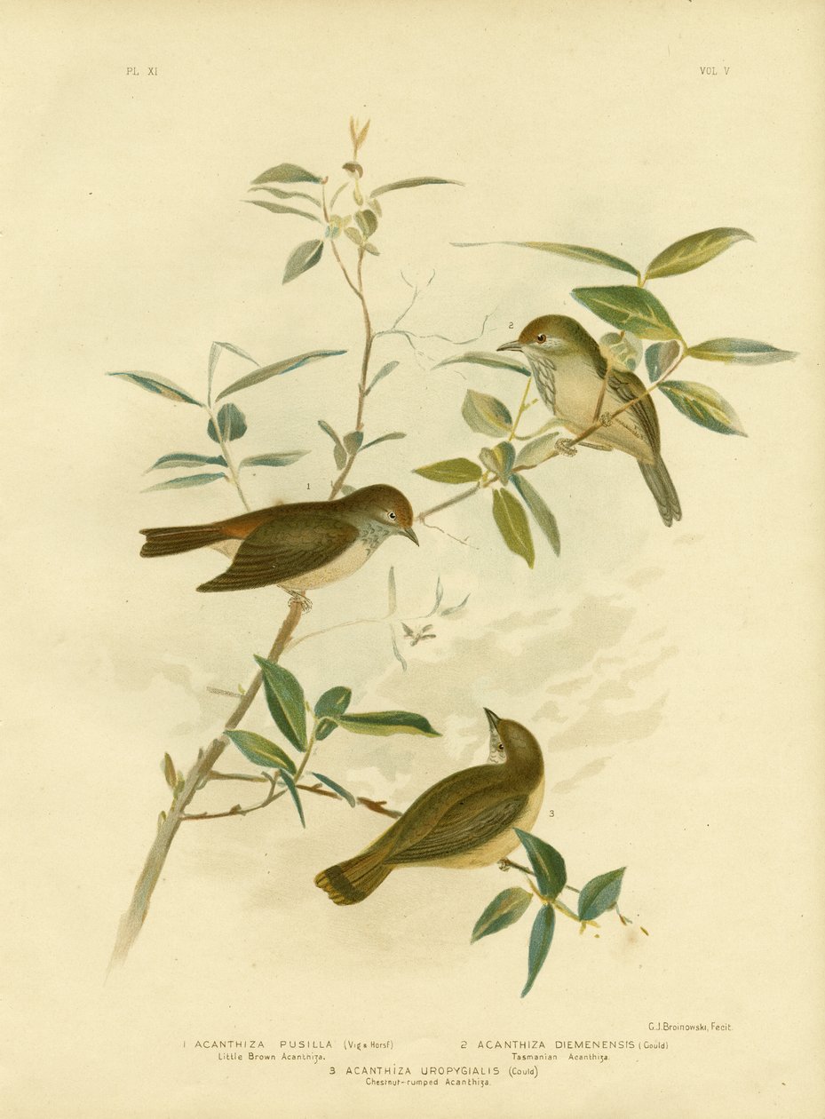 ಲಿಟಲ್ ಬ್ರೌನ್ ಥಾರ್ನ್‌ಬಿಲ್, 1891 ಟರ್ಕ್ by Gracius Broinowski