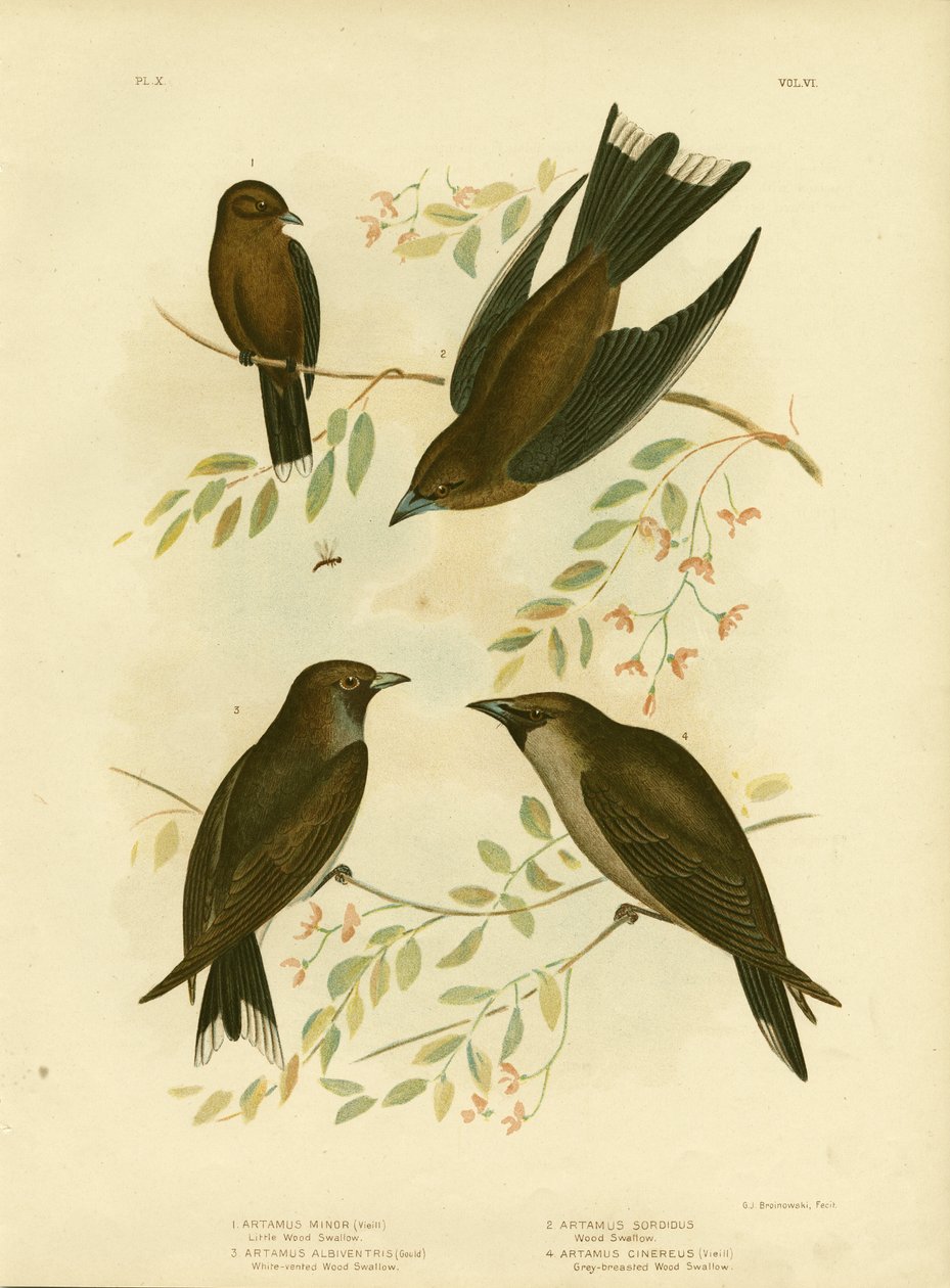 ಲಿಟಲ್ ವುಡ್ ಸ್ವಾಲೋ, 1891 ಟರ್ಕ್ by Gracius Broinowski