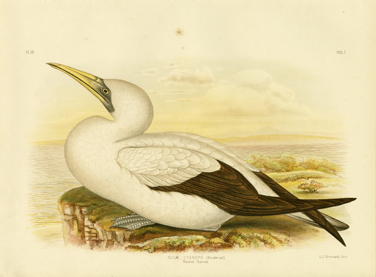 Maskeli Gannet, 1891 by Gracius Broinowski