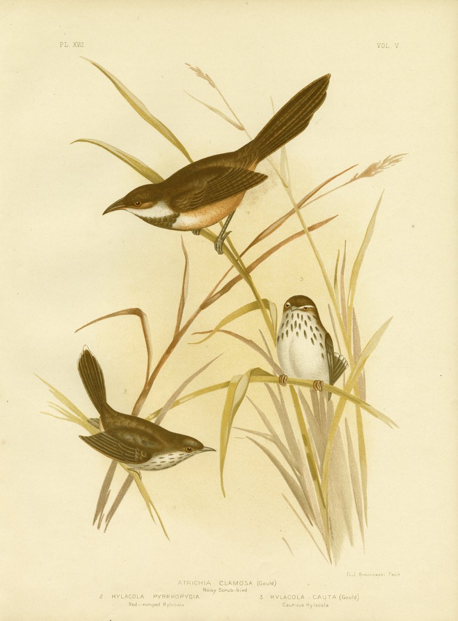 ಗದ್ದಲದ ಸ್ಕ್ರಬ್ ಬರ್ಡ್, 1891 ಟರ್ಕ್ by Gracius Broinowski