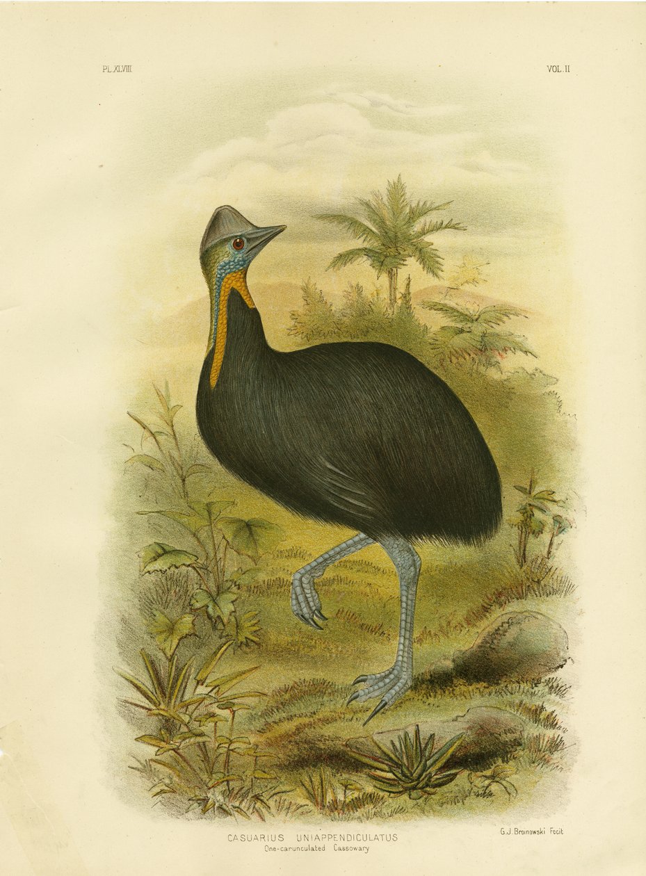 ಒನ್-ವಾಟಲ್ಡ್ ಕ್ಯಾಸೋವರಿ, 1891 ಟರ್ಕ್ by Gracius Broinowski