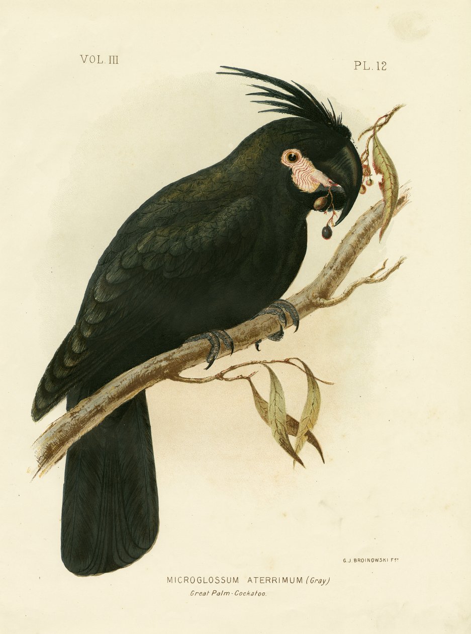 ಪಾಮ್ ಕಾಕಟೂ, 1891 ಟರ್ಕ್ by Gracius Broinowski