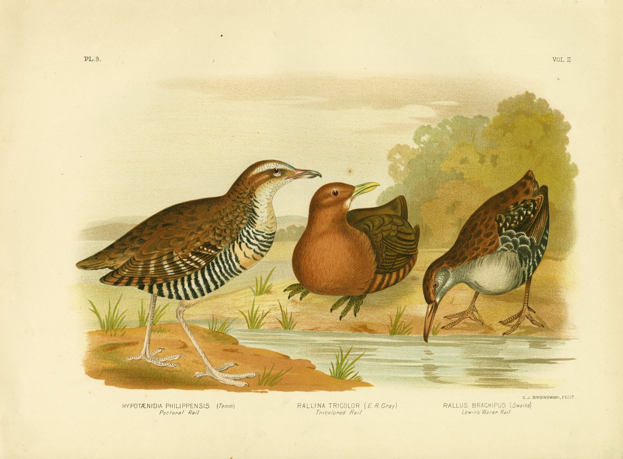 ಪೆಕ್ಟೋರಲ್ ರೈಲ್, 1891 ಟರ್ಕ್ by Gracius Broinowski