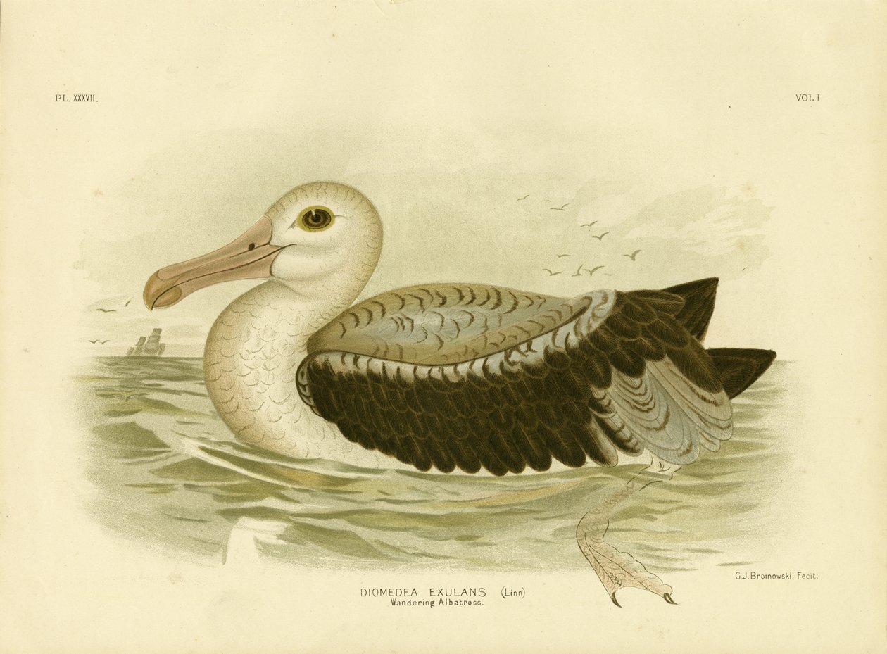 Simli-Gri Petrel, 1891 by Gracius Broinowski