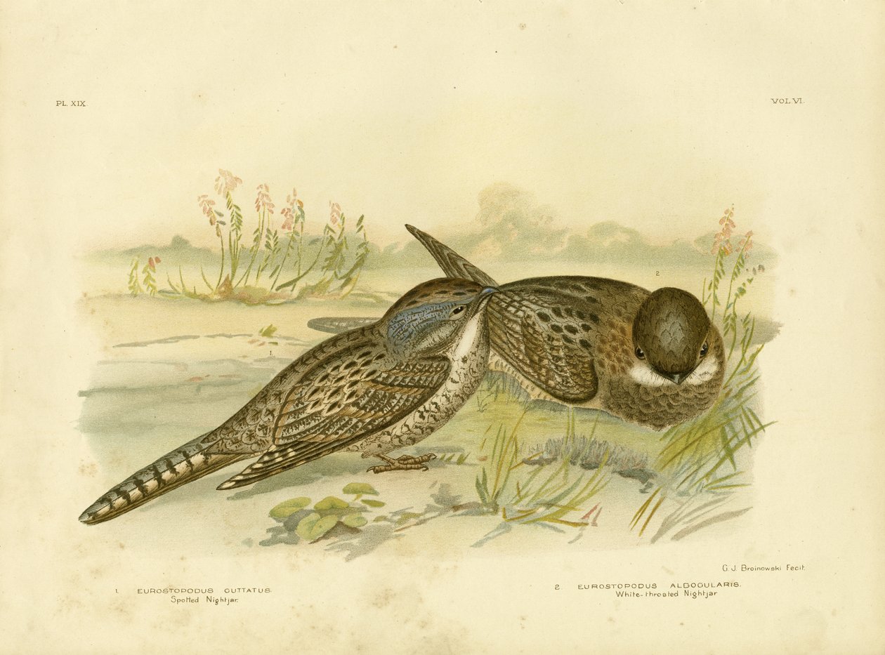 Benekli Nightjar, 1891 by Gracius Broinowski