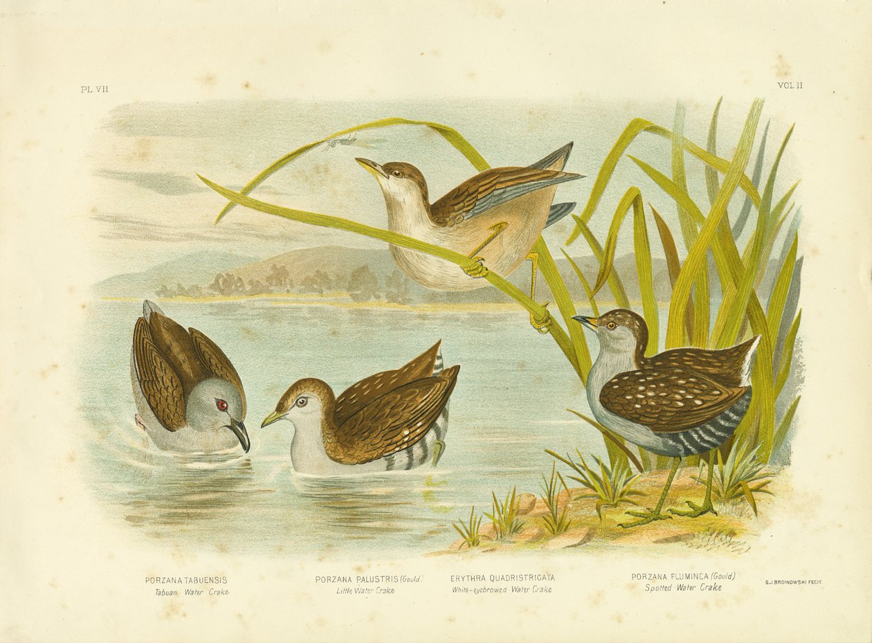 Tabuan Su Crake veya İsli Crake, 1891 by Gracius Broinowski