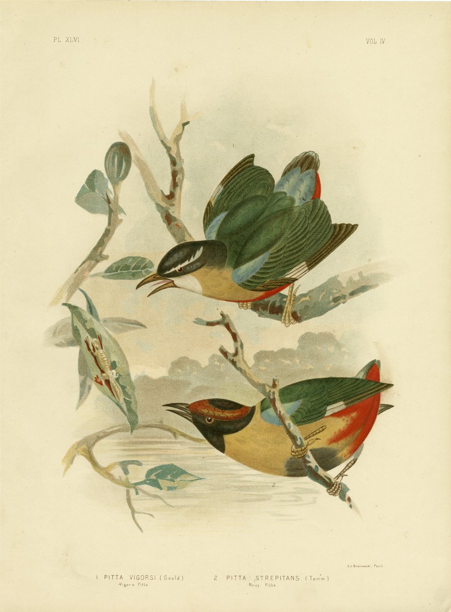 Vigor'S Pitta Veya Zarif Pitta, 1891 by Gracius Broinowski