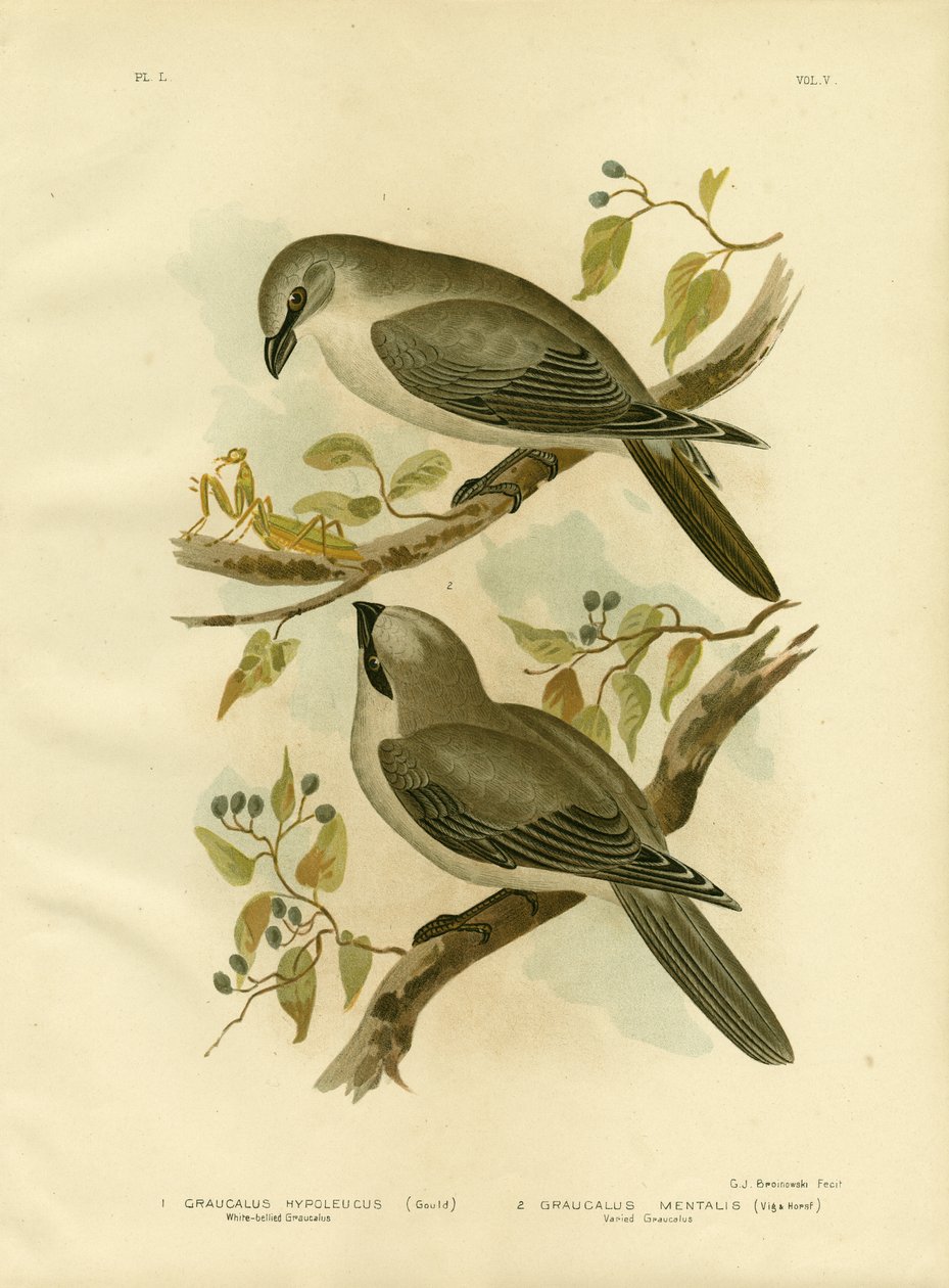 ವೈಟ್-ಬೆಲ್ಲಿಡ್ ಕೋಗಿಲೆ-ಶ್ರೈಕ್, 1891 ಟರ್ಕ್ by Gracius Broinowski