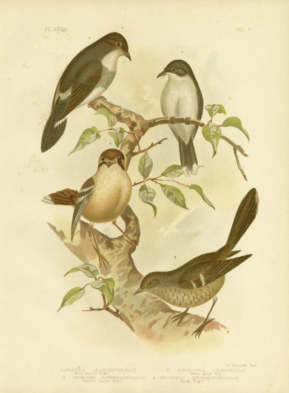 Ak Karınlı Robin, 1891 by Gracius Broinowski