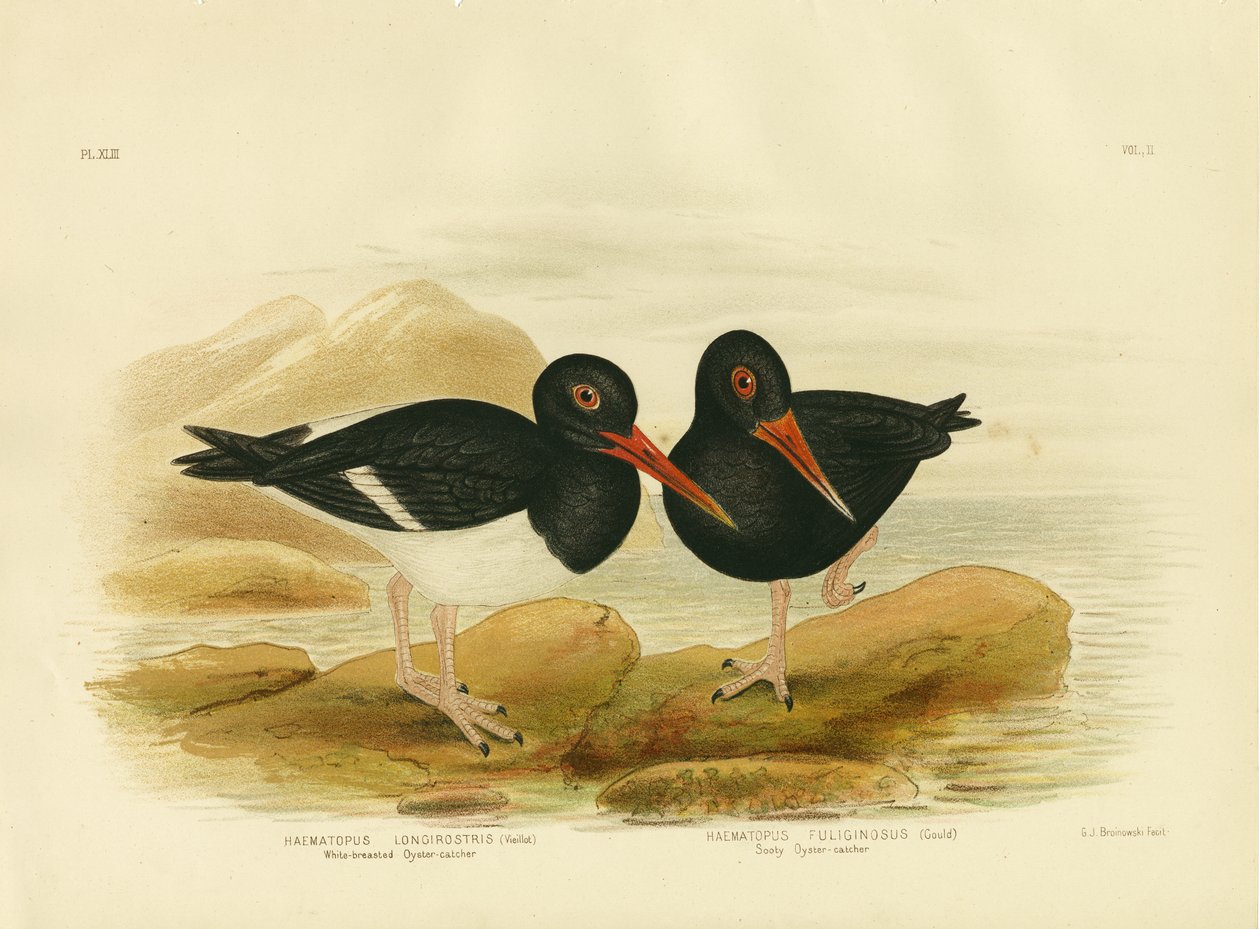 Ak Göğüslü İstiridye Avcısı, 1891 by Gracius Broinowski