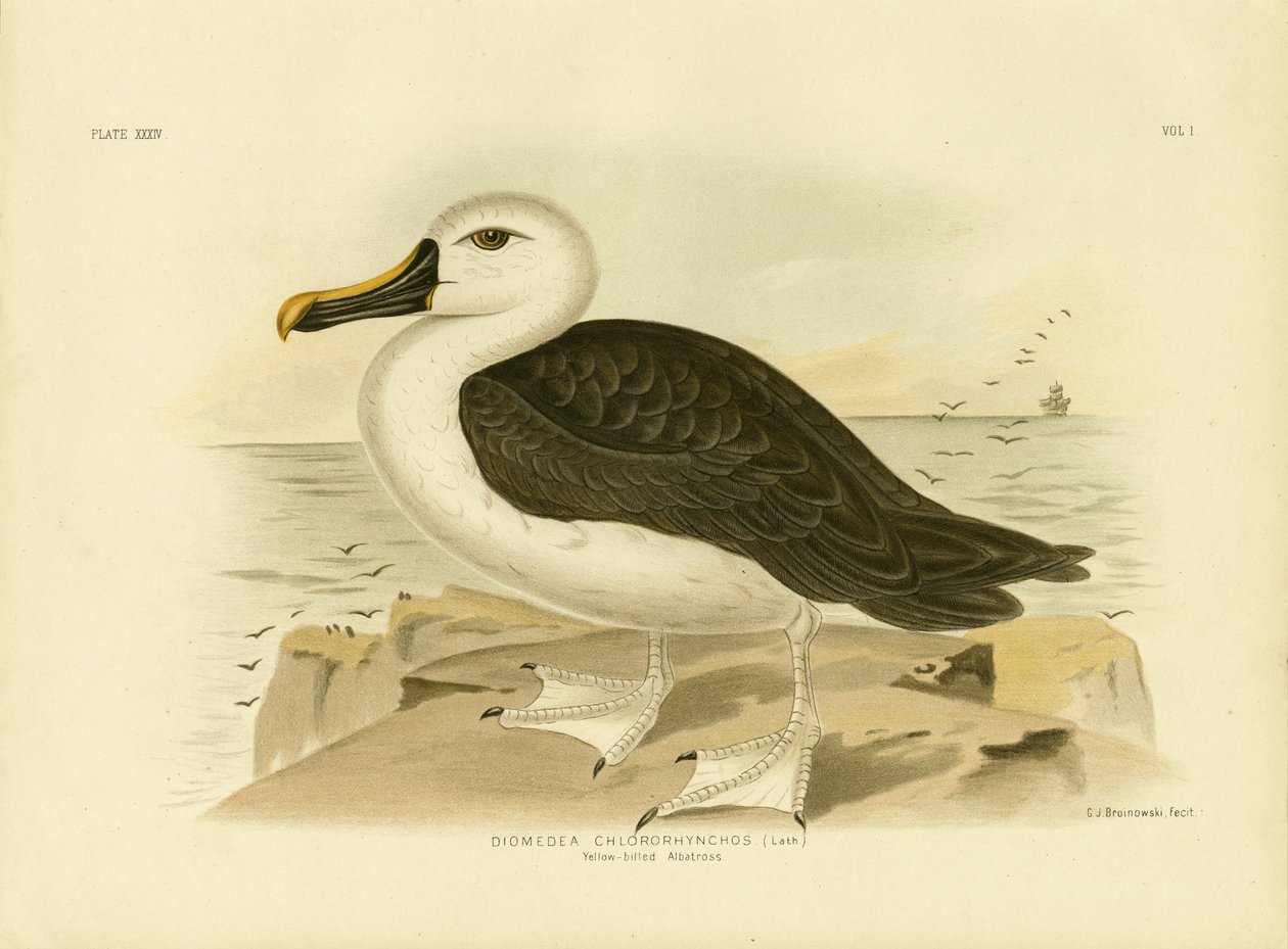 ಹಳದಿ-ಮೂಗಿನ ಕಡಲುಕೋಳಿ, 1891 ಟರ್ಕಿ by Gracius Broinowski
