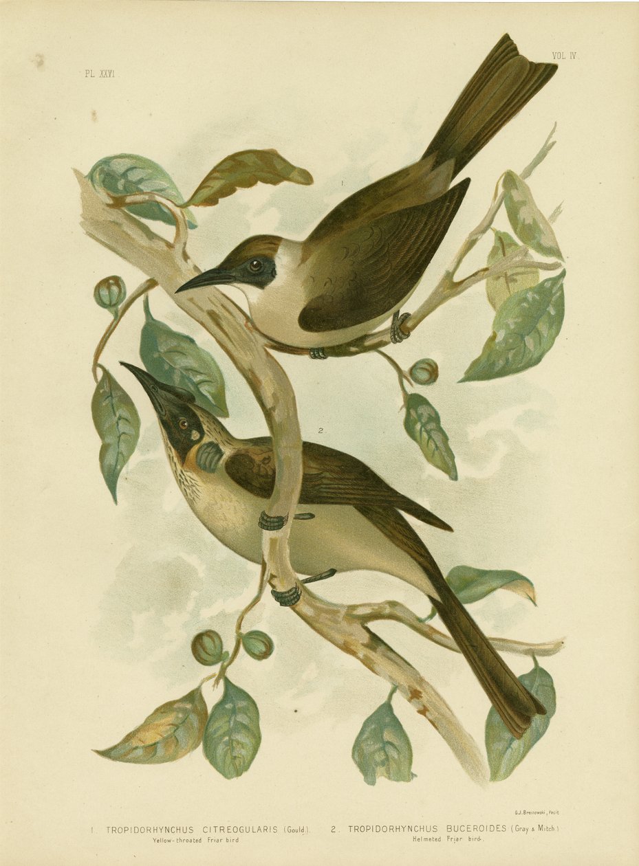 Sarı Boğazlı Friarbird Veya Küçük Friarbird, 1891 by Gracius Broinowski