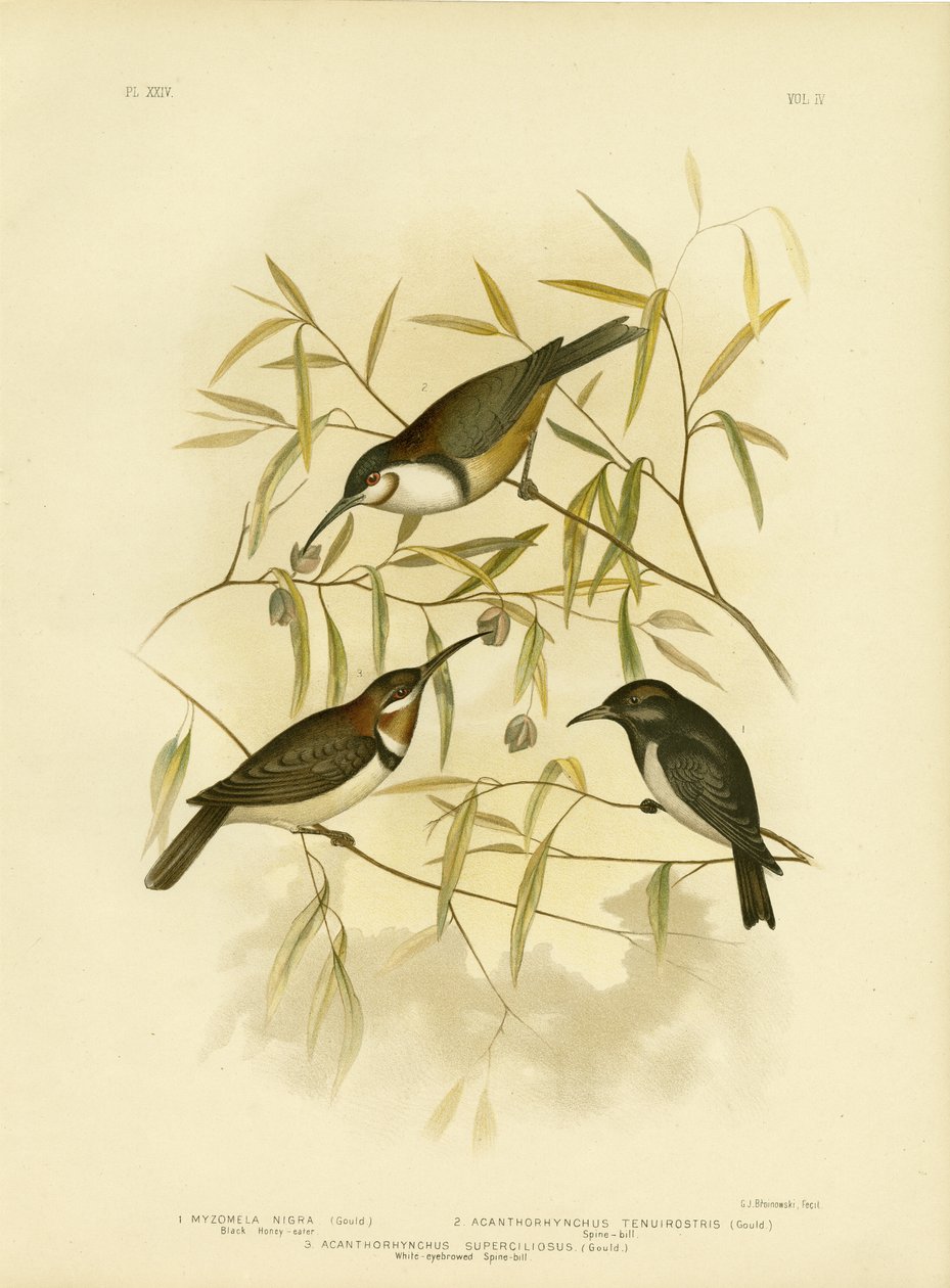 Kara Bal Yiyen, 1891 by Gracius Broinowski