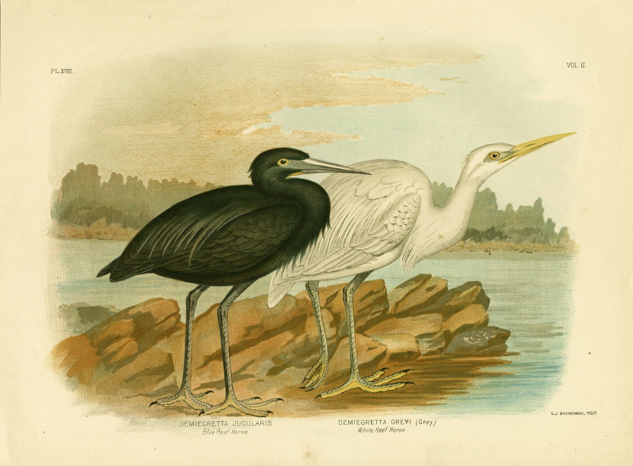 Mavi Resif Balıkçılı, 1891 by Gracius Broinowski