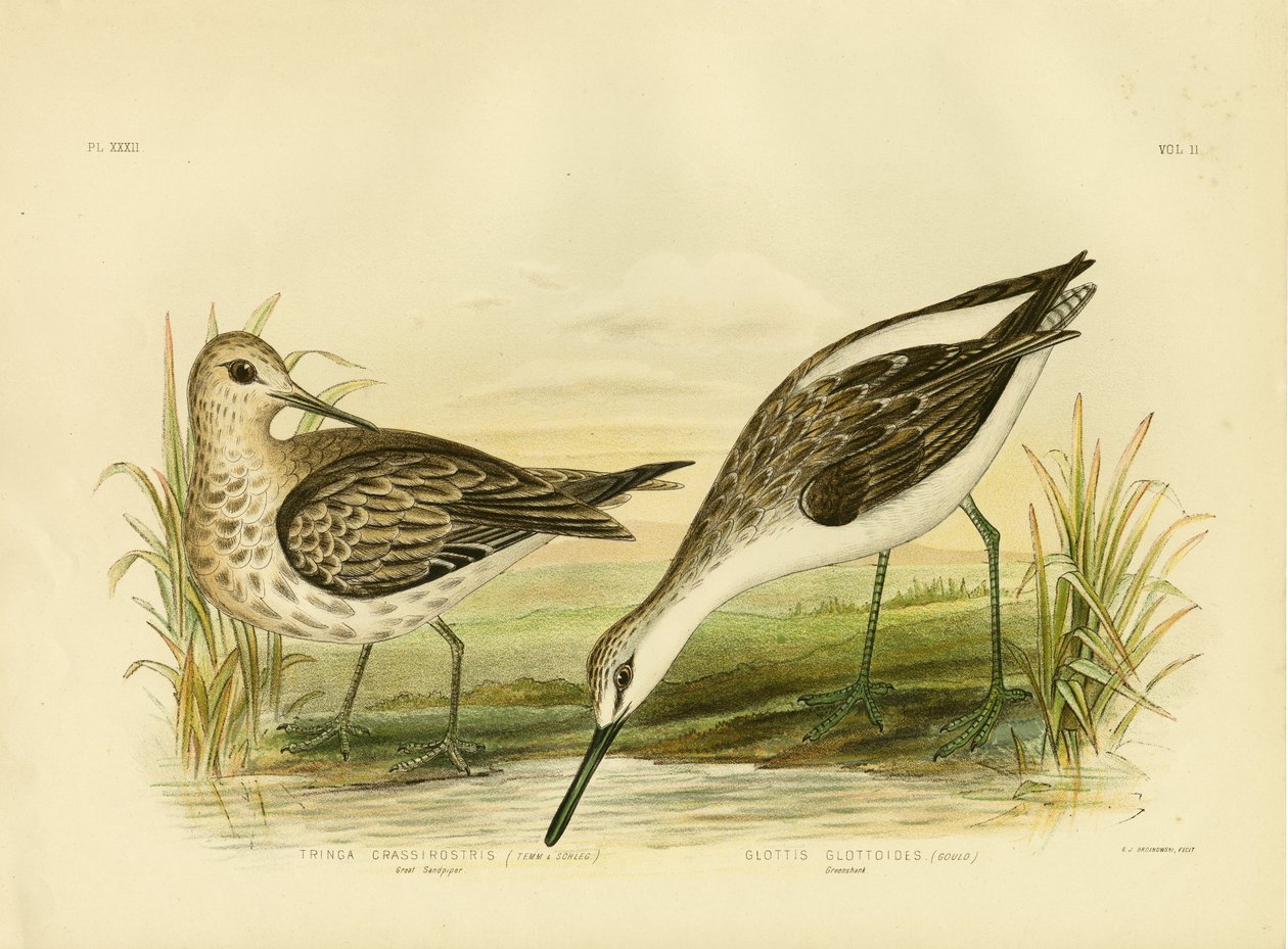 Büyük Sandpiper, 1891 by Gracius Broinowski