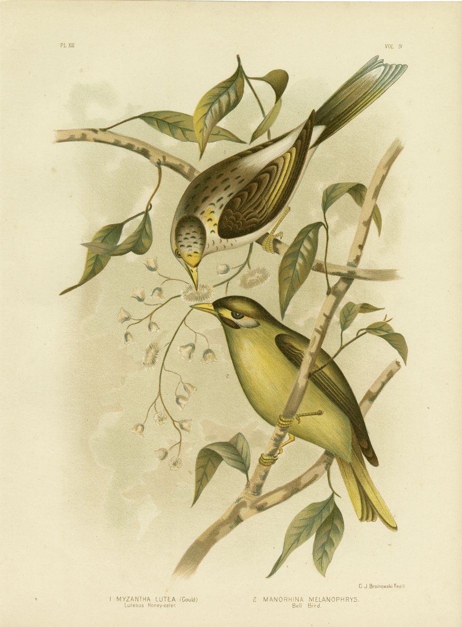 Luteous Honeyeater veya Sarı Boğazlı Madenci, 1891 by Gracius Broinowski