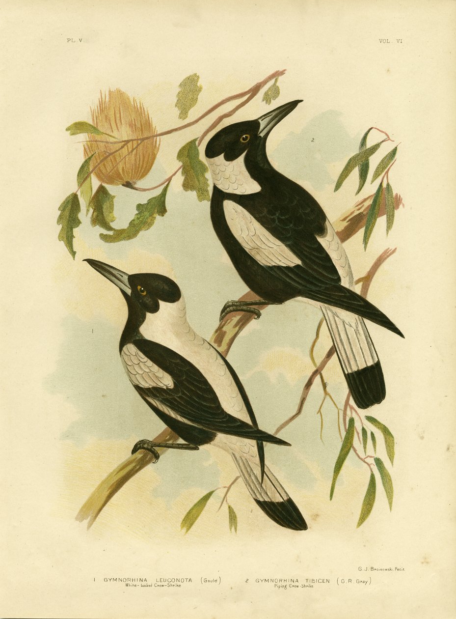 Ak Sırtlı Karga-Shrike, 1891 by Gracius Broinowski