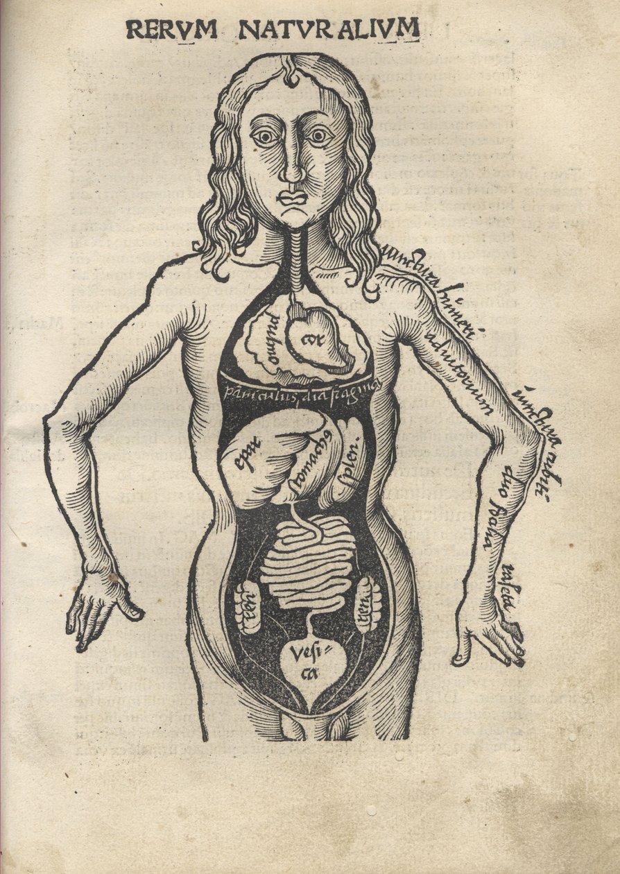 margarita felsefi Anatomi, 1504 by Gregor Reisch