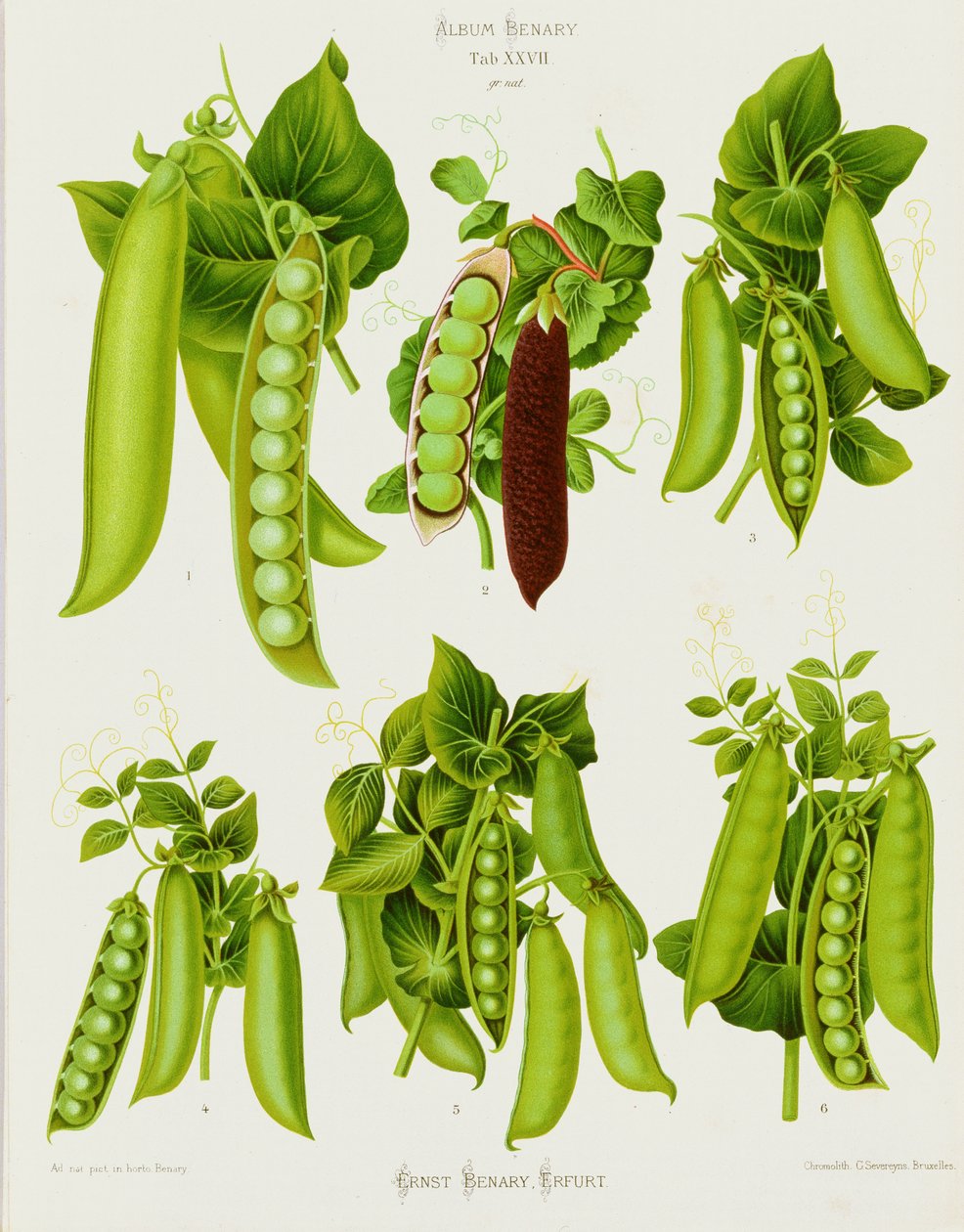 Bezelye: "Benary Albümü"nden. Sekme XXVII by Guillaume Severeyns