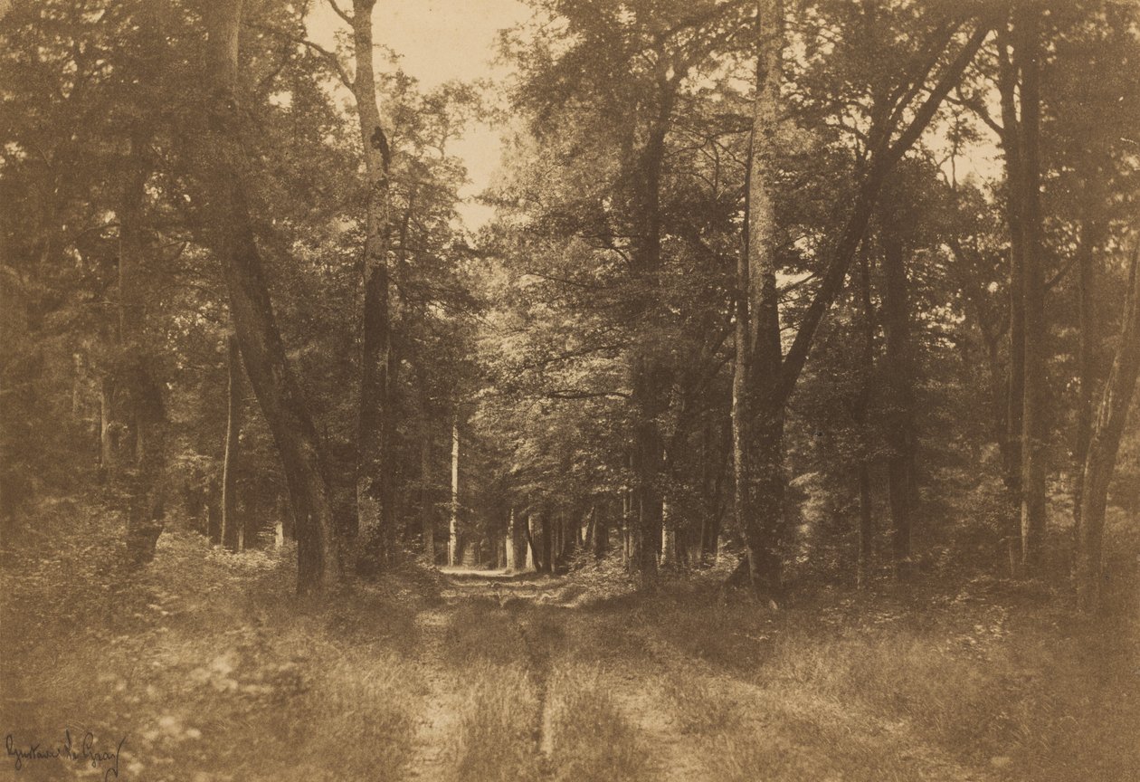 Bas-Bréau, Fontainebleau Ormanı, 1849-1852. by Gustave Le Gray