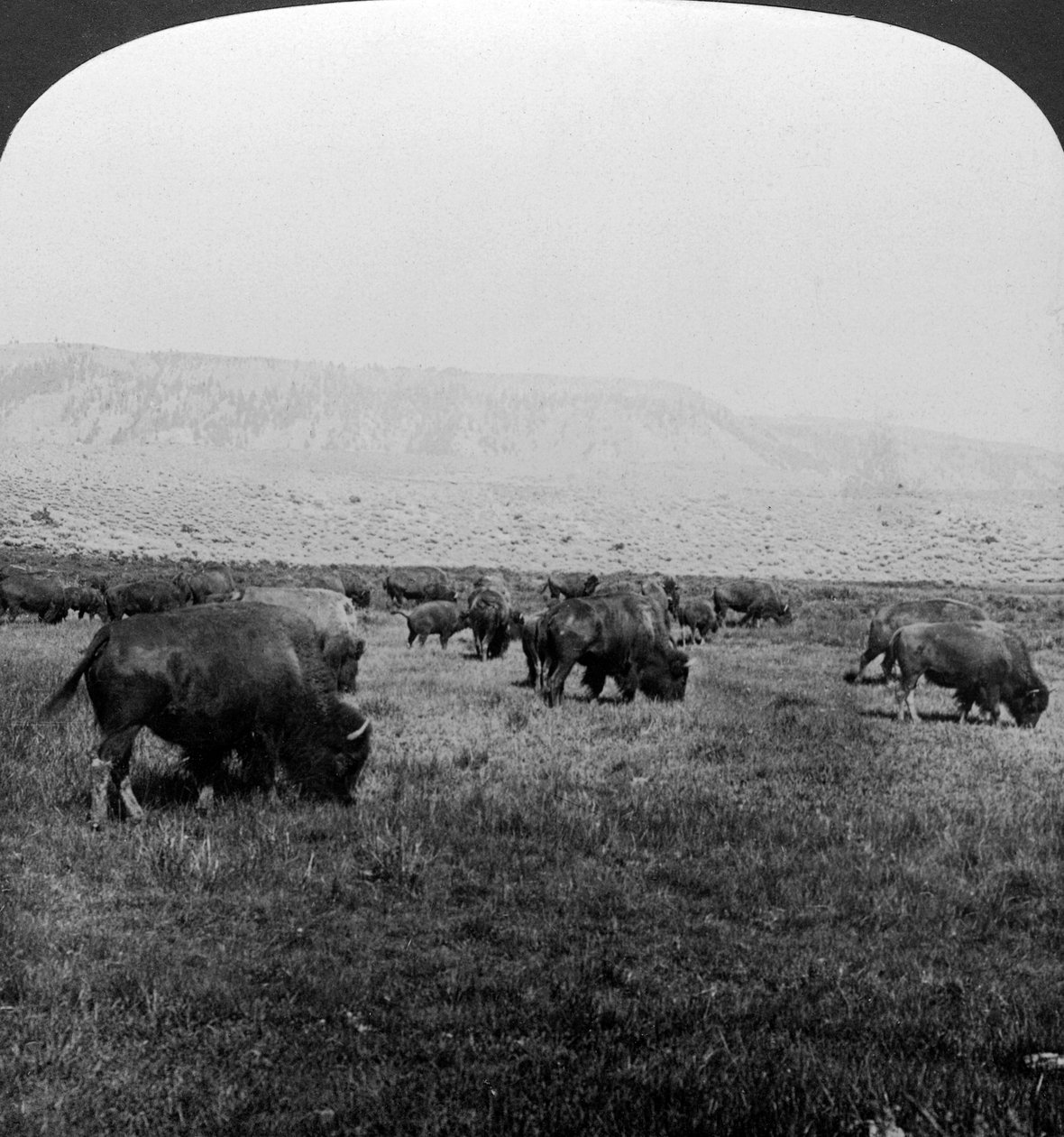 Buffalo, Yellowstone Ulusal Parkı, ABD. by H. C. White