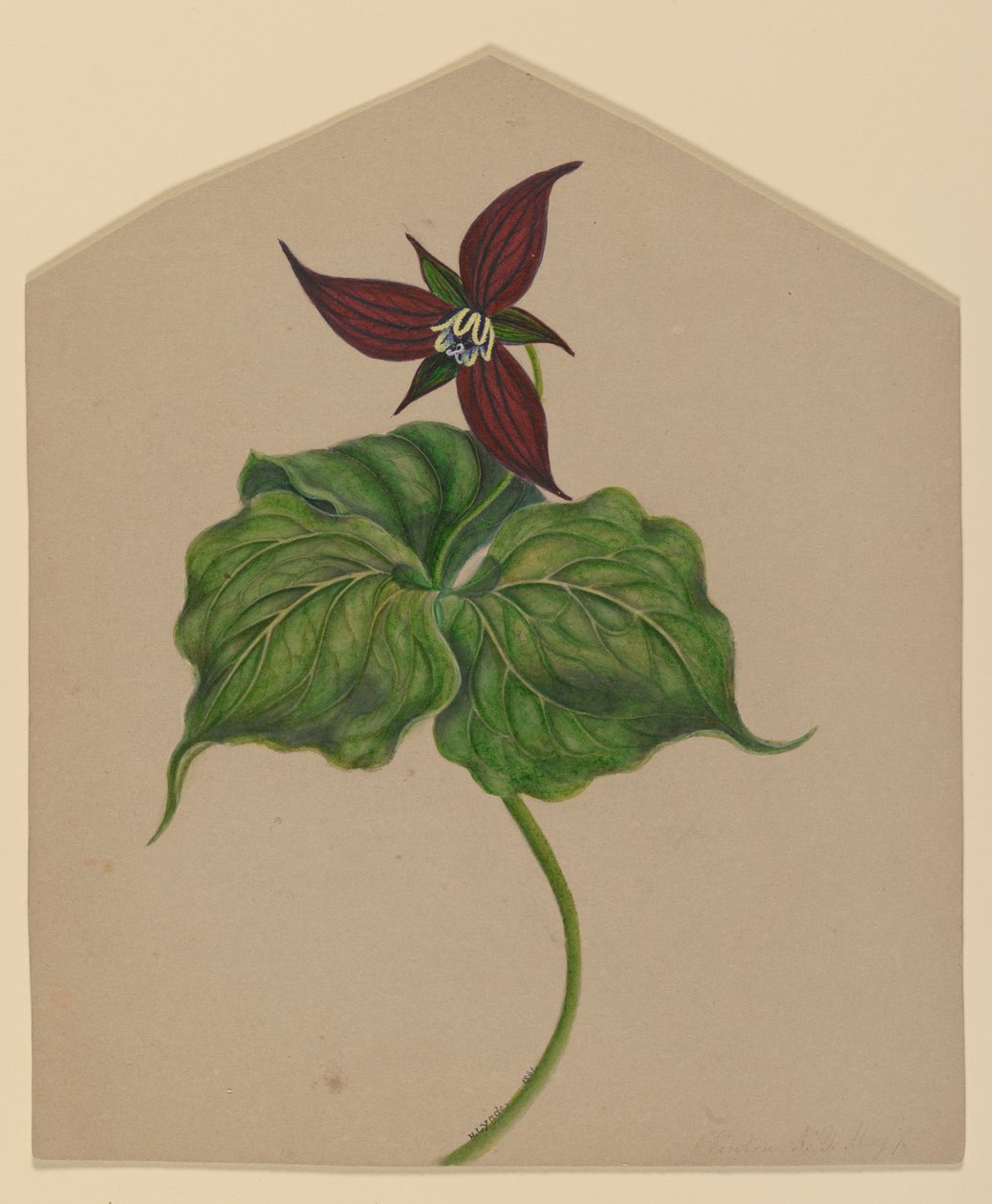 Bordo Kırmızı Çiçek by H. Lynde