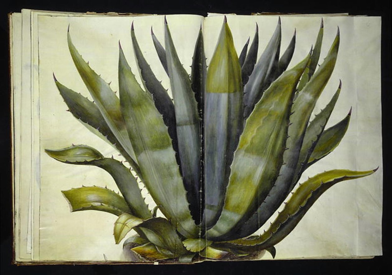 Agave americana (ortak agav) by Hans Simon Holtzbecker