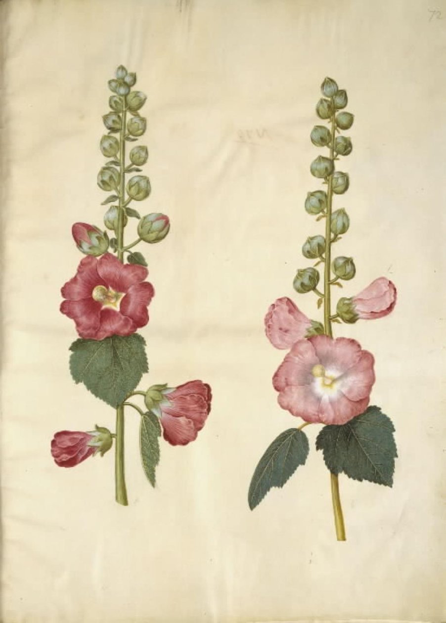 Alcea rosea (var-stokroz) by Hans Simon Holtzbecker