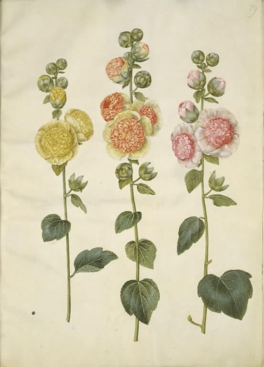 Alcea rosea (var-stokroz) by Hans Simon Holtzbecker