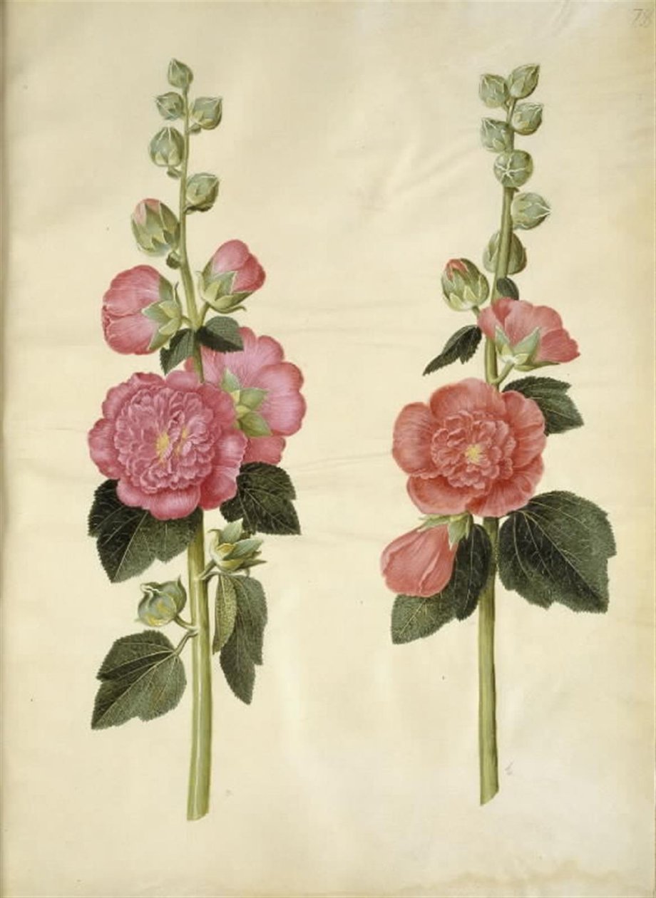 Alcea rosea (var-stokroz) by Hans Simon Holtzbecker
