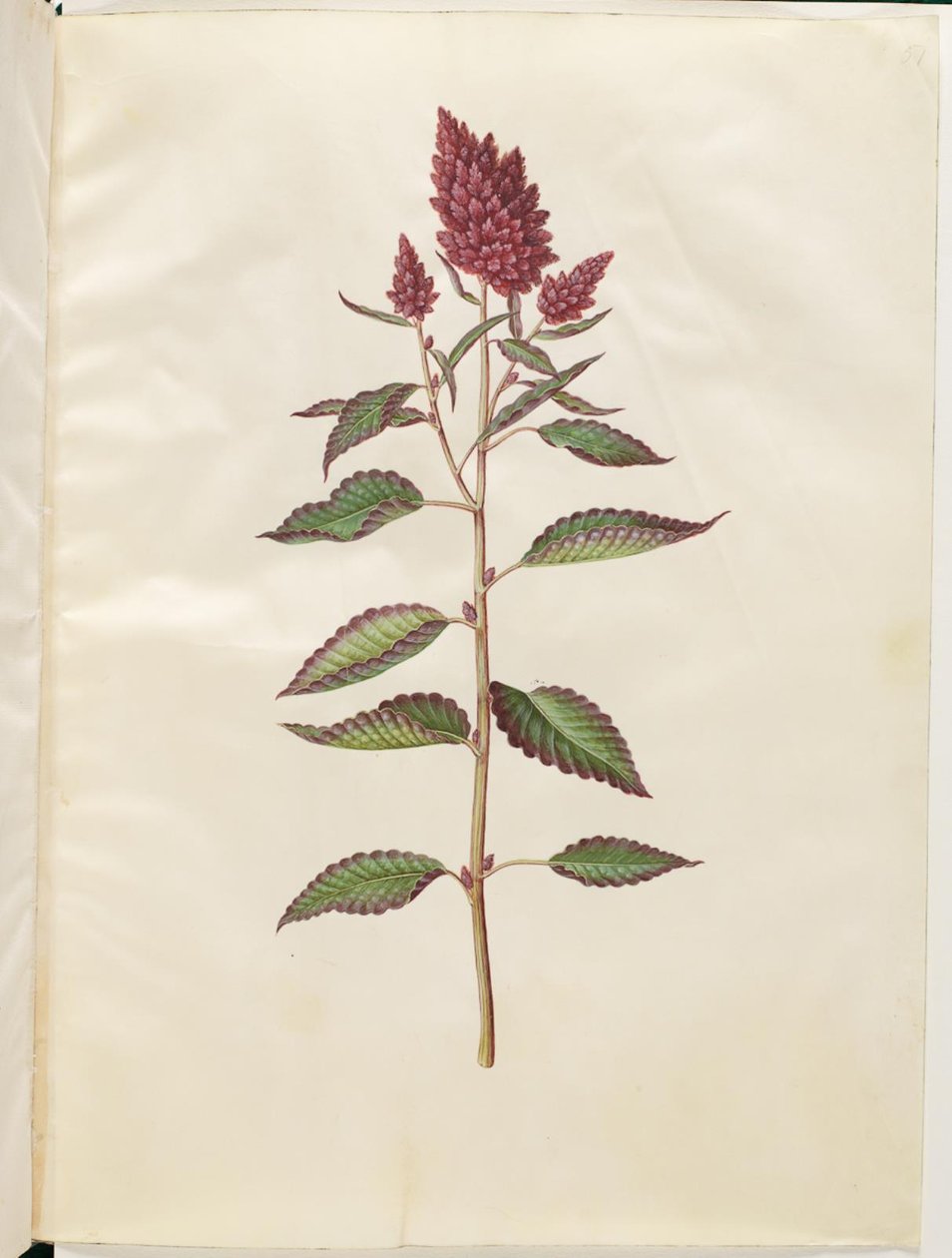 Amaranthus kanlı (rod amarant) by Hans Simon Holtzbecker
