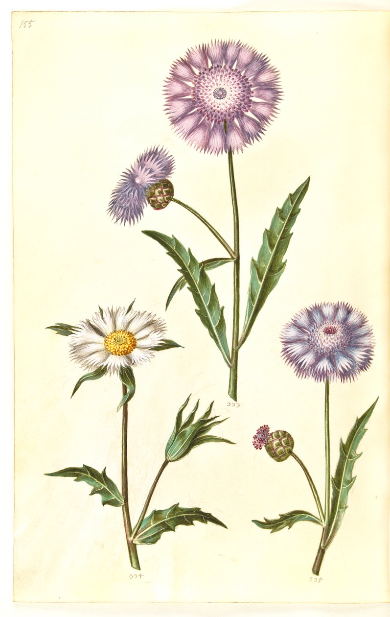 Amberboa moschata (koku sultanı) by Hans Simon Holtzbecker