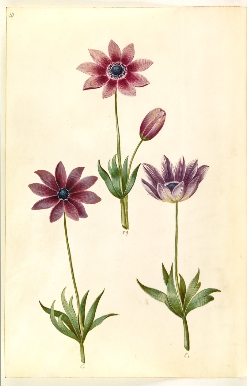 Anemon pavonina (tavus kuşu anemon) by Hans Simon Holtzbecker