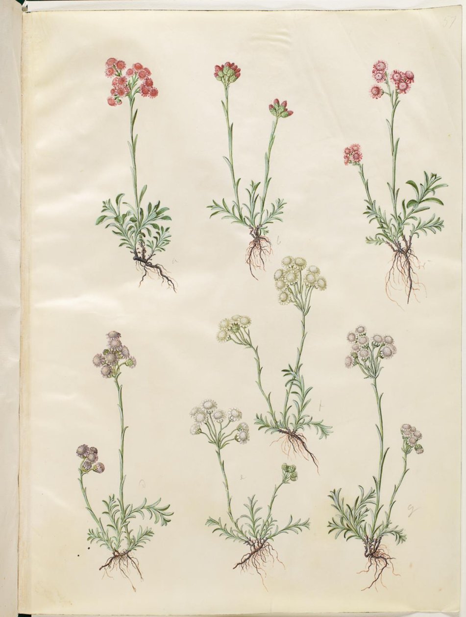 Antennaria dioica (ortak kedi ayağı) by Hans Simon Holtzbecker