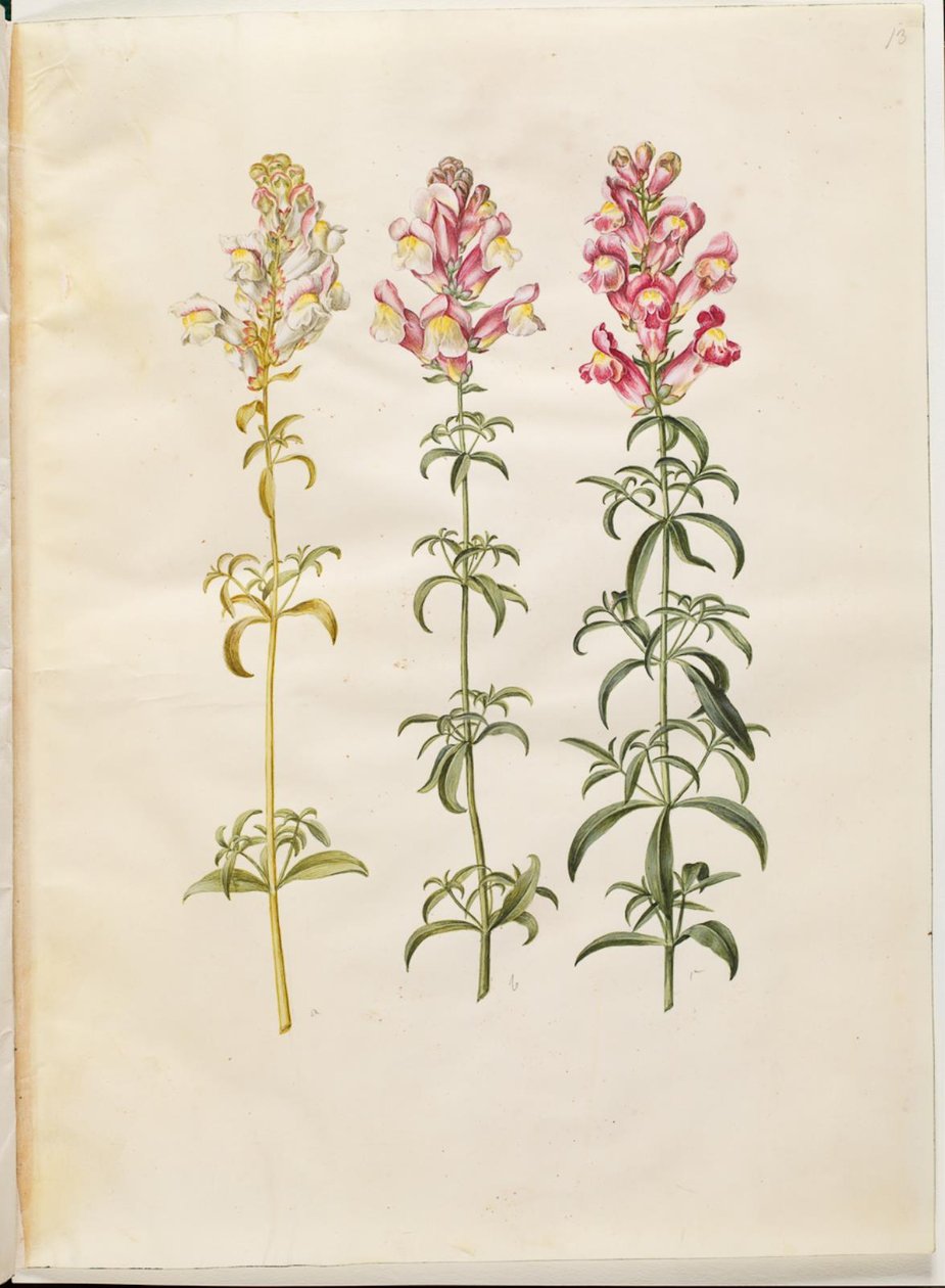 Antirrhinum canadensis (have-løvemund) by Hans Simon Holtzbecker