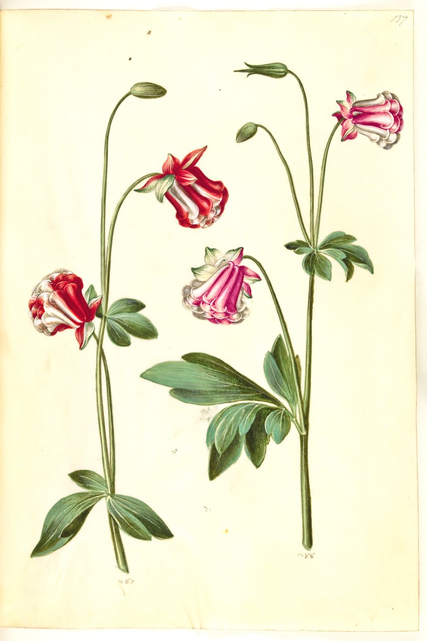 Aquilegia vulgaris (ortak columbine) by Hans Simon Holtzbecker