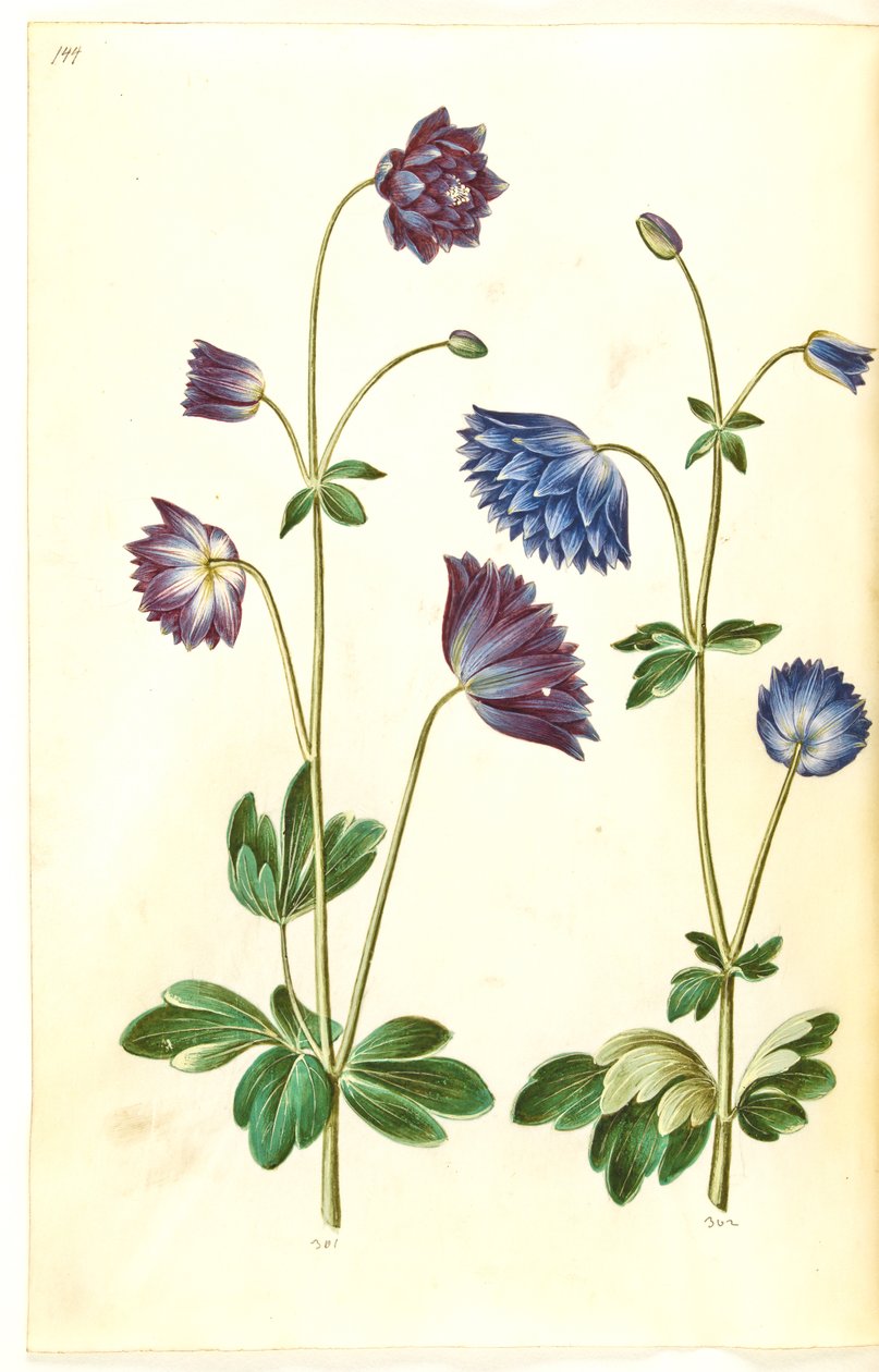 Aquilegia vulgaris (ortak columbine) by Hans Simon Holtzbecker