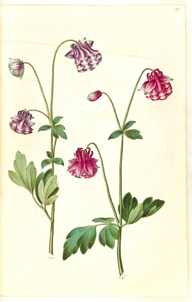 Aquilegia vulgaris (ortak columbine) by Hans Simon Holtzbecker