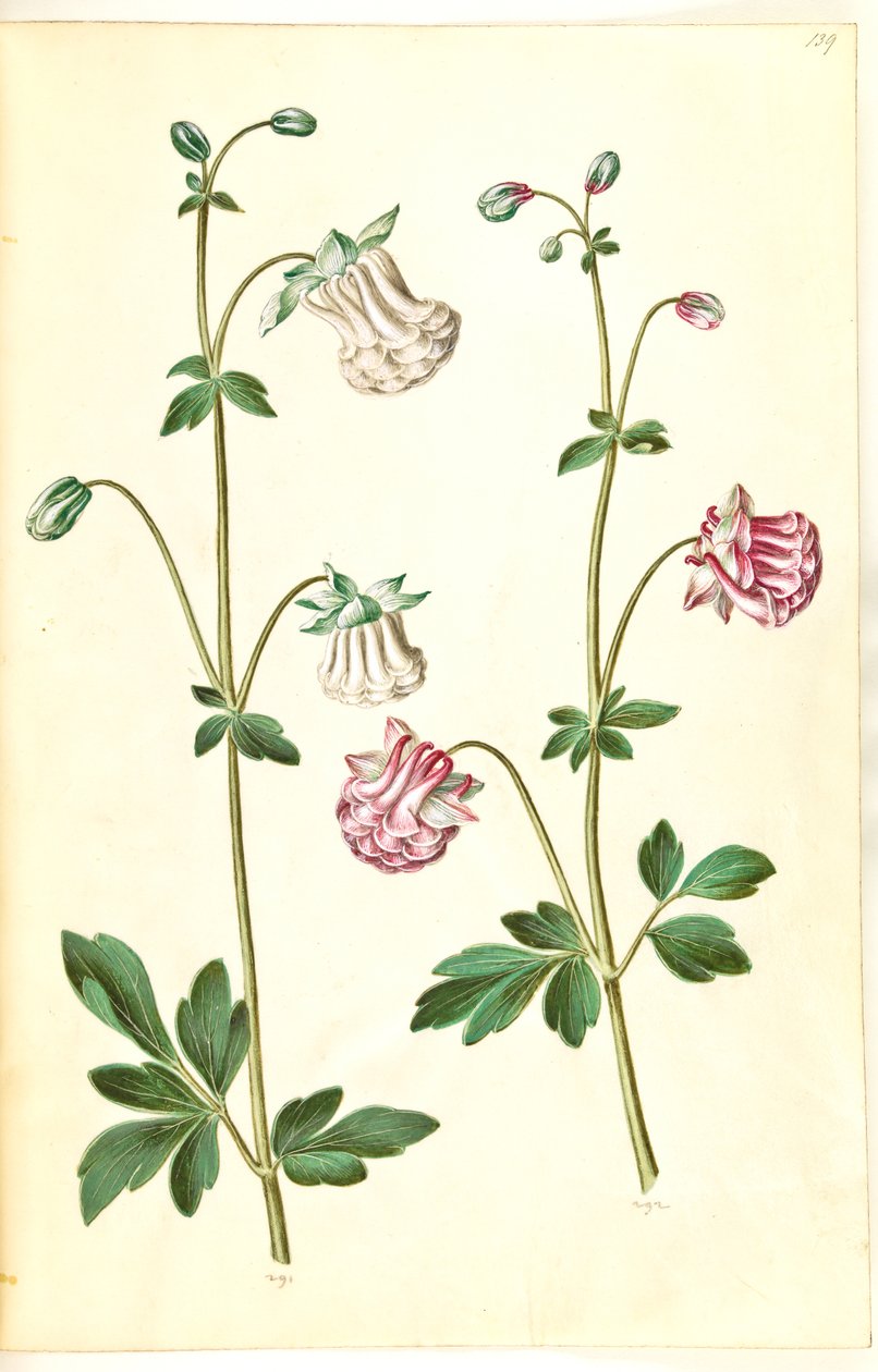 Aquilegia vulgaris (ortak columbine) by Hans Simon Holtzbecker