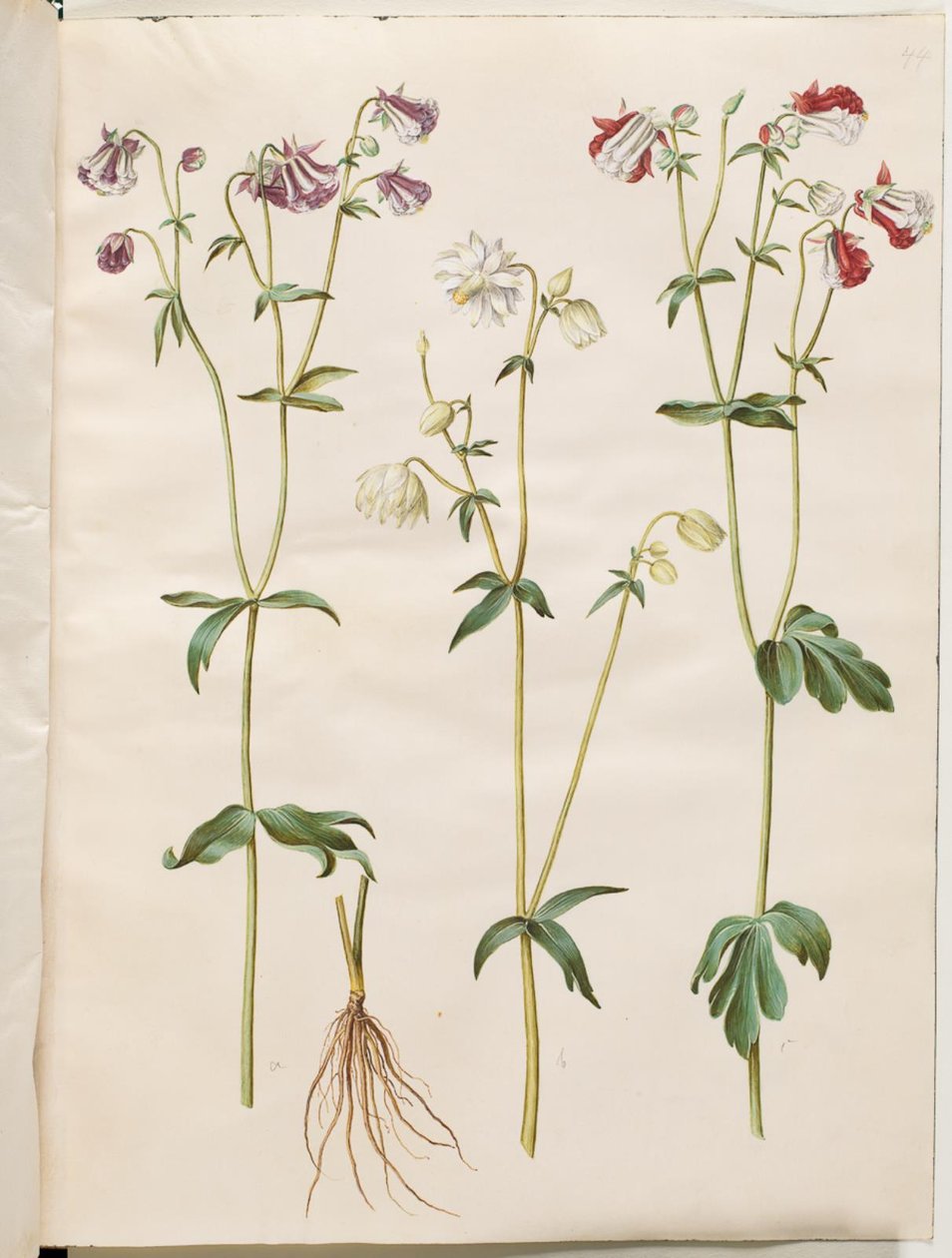 Aquilegia vulgaris (ortak columbine) by Hans Simon Holtzbecker