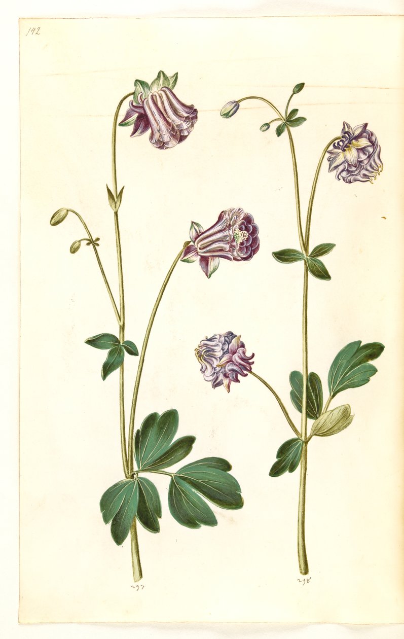 Aquilegia vulgaris (ortak columbine) by Hans Simon Holtzbecker