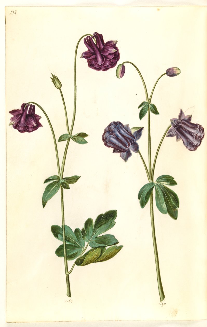 Aquilegia vulgaris (ortak columbine) by Hans Simon Holtzbecker