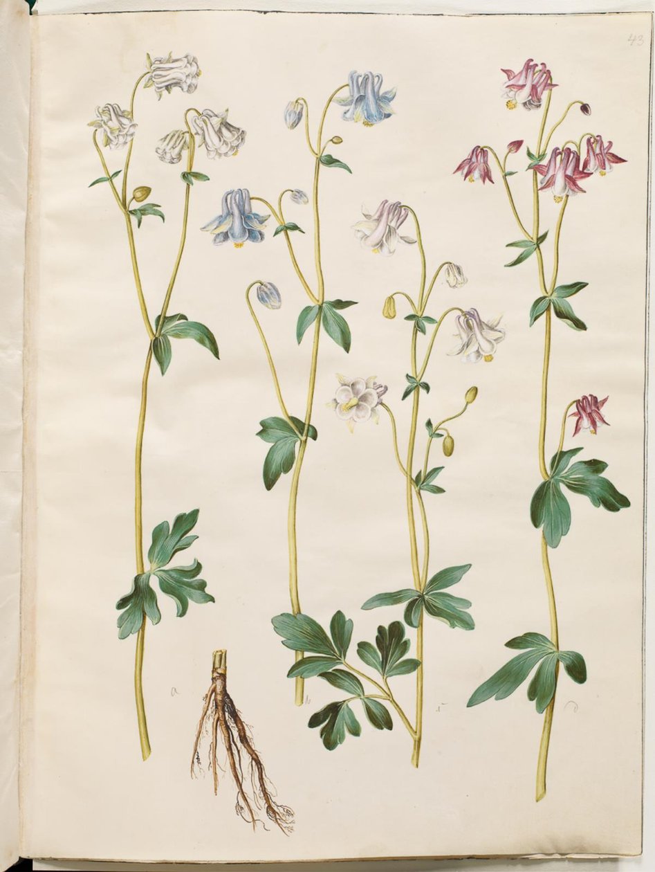 Aquilegia vulgaris (ortak columbine) by Hans Simon Holtzbecker