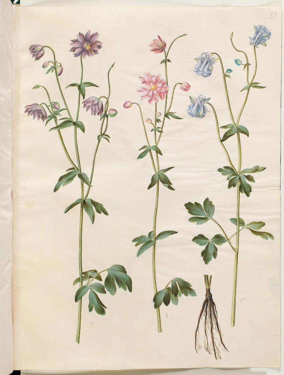 Aquilegia vulgaris (ortak columbine) by Hans Simon Holtzbecker